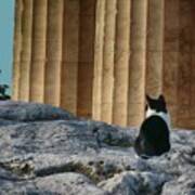 Cat At Parthenon, Art Print