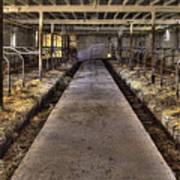 Cat In The Milking Barn Art Print