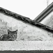 Cat On A Roof, Varenna Art Print