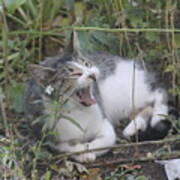 Cat Yawning In The Garden Art Print