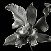 Catalea Orchid In Black And White Art Print