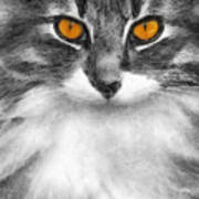 Cats Eyes Art Print