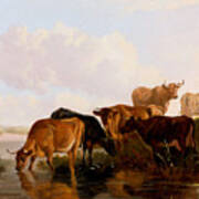 Cattle In Canterbury Meadows Art Print