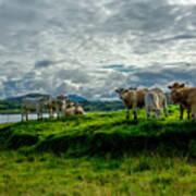 Cattle On Pasture In Ireland Art Print