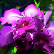 Cattleya Orchid Art Print