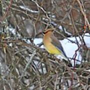 Cedar Wax Wing Art Print