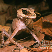 Chameleon Gecko Carphodactylus Laevis Art Print