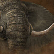 Charging Elephant Art Print