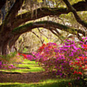 Charleston Sc Magnolia Plantation Gardens - Memory Lane Art Print