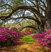 Charleston Sc Spring Flowers Scenic Landscape South Carolina Art Print