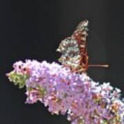 Checkerspot Butterfly Art Print