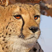 Cheetah Portrait Art Print