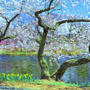 Cherry Blossom Trees Of Branch Brook Park 10 Art Print