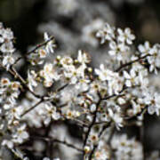 Cherry Blossoms 2 Art Print