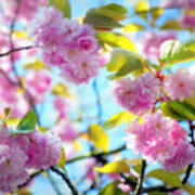 Charming Cherry Blossoms Art Print