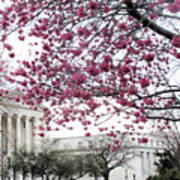 Cherry Blossoms In Dc Art Print