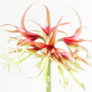 Chic Is Another Cybister Amaryllis. Art Print