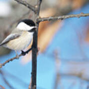 Chickadee Art Print