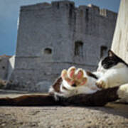 Chill Kitty Of Dubrovnik Art Print
