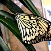 Chinese Yellow Swallowtail Art Print