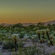 Cholla Desert Sunset Art Print