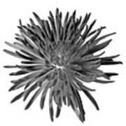 Chrysanthemum I Black And White Art Print