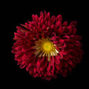 Chrysanthemum 'red Wing' Art Print