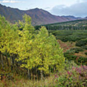 Chugach Aspens In Autumn Art Print