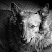 Chuvak
#dog #pet #blackandwhite Art Print