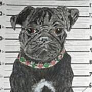 City Dog Pound Pug Shot Art Print