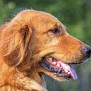 Classic Golden Retriever Headshot Art Print