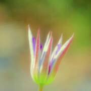 Clematis Bud - Cropped Art Print