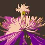 Clematis Art Print