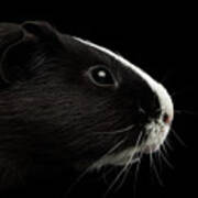 Close-up Guinea Pig On Isolated Black Background Art Print