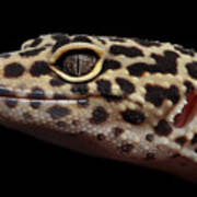 Close-up Leopard Gecko Eublepharis Macularius Isolated On Black Background Art Print
