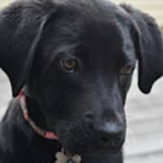 Close Up Look At A Black Labrador Retriever Pup Art Print
