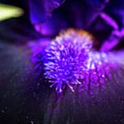 Close Up Of Dark Purple Bearded Iris Art Print