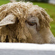 Close-up Of Leicester Longwool Art Print