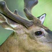 Close Up  Of Whitetail Deer Buck With Velvet Antlers Art Print