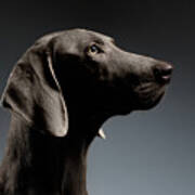 Close-up Portrait Weimaraner Dog In Profile View On White Gradient Art Print