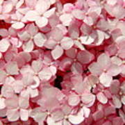 Closeup Of Pink Hydrangea Art Print