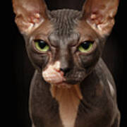 Closeup Portrait Of Grumpy Sphynx Cat Front View On Black Art Print