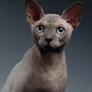Closeup Portrait Of Sphynx Cat Looking In Camera On Dark Art Print