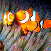 Clownfish In Anemone, Great Barrier Reef 2 Art Print