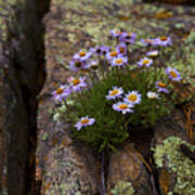 Clump Of Asters Art Print