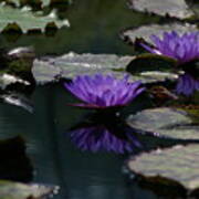 Cobalt Purple Lotus Waterlilies Art Print
