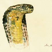 Cobra Snake Poster Art Print