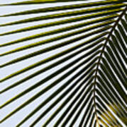 Coconut Palm Leaf Art Print
