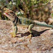 Collared Lizard Basking Art Print