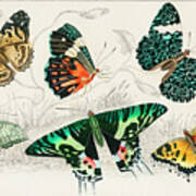 Collection Of Various Butterflies Art Print